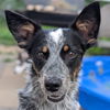 adoptable Dog in  named Osa