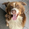 adoptable Dog in  named Chewbarka