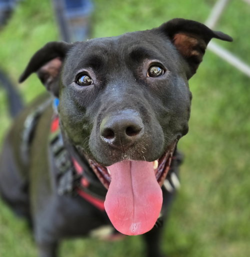 picture of the dog needing adoption