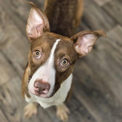 picture of the dog needing adoption