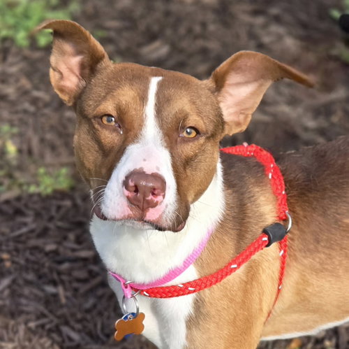 DAHLIA - American Staffordshire Terrier / Pit Bull Terrier available for adoption