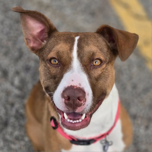 Dahlia, an adoptable American Staffordshire Terrier in Normal, IL