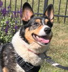 Lily - Photo 4