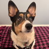 Lily - Photo 7