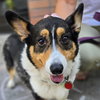 Lily - Photo 3