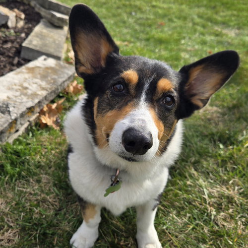 LILY - Pembroke Welsh Corgi available for adoption