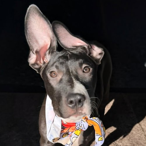 picture of the dog needing adoption