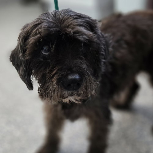 ZOEY - Miniature Schnauzer available for adoption