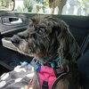 Zoey - Photo 4