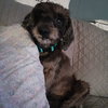 Zoey - Photo 5