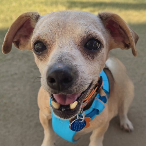 picture of the dog needing adoption