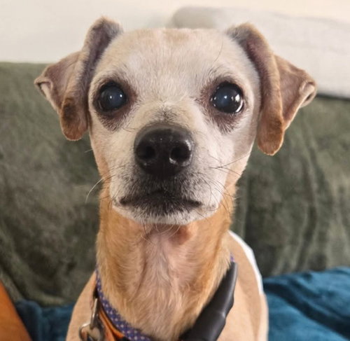 picture of the dog needing adoption