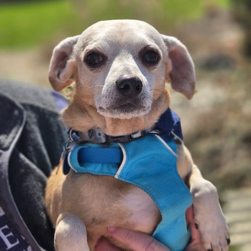 KETCHUP - Chihuahua / Dachshund available for adoption