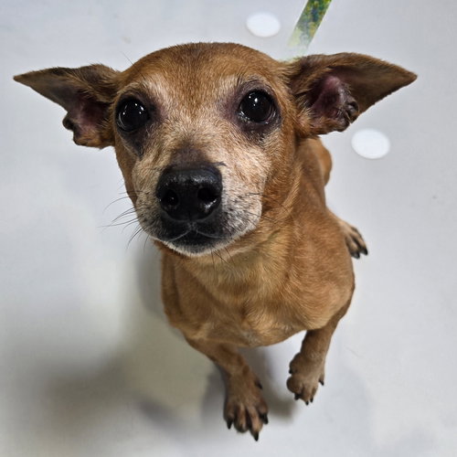 picture of the dog needing adoption