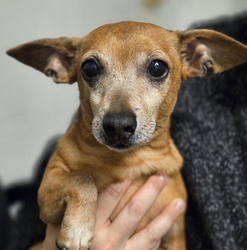 picture of the dog needing adoption