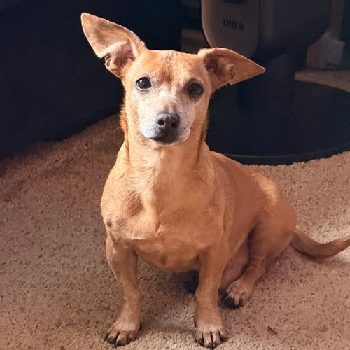 CHICK-FIL-A SAUCE - Chihuahua / Dachshund available for adoption
