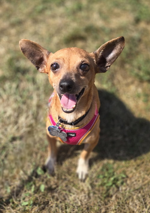 picture of the dog needing adoption