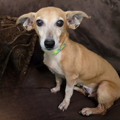 picture of the dog needing adoption
