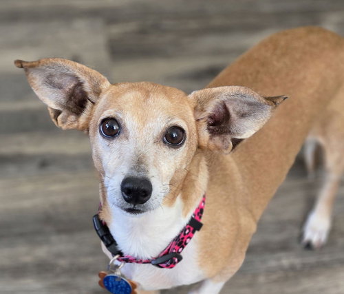 picture of the dog needing adoption