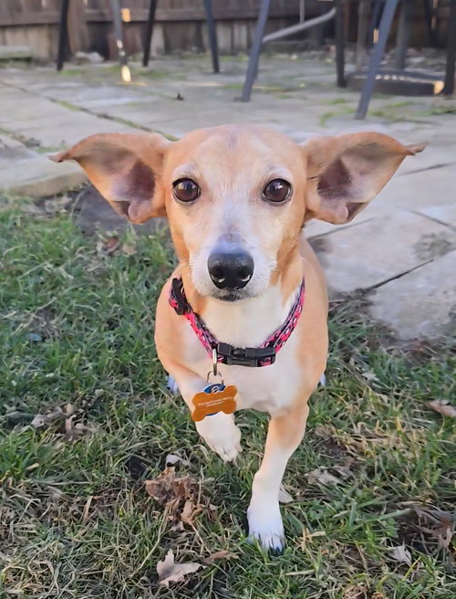 BBQ - Chihuahua / Dachshund available for adoption