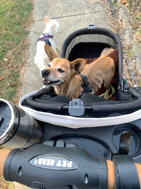 DOROTHY - Dachshund / Chihuahua available for adoption
