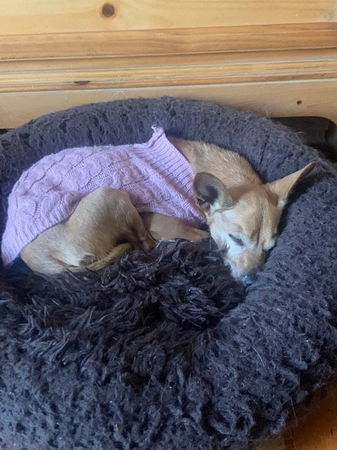 Dorothy, photo 5