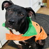 Boo - Photo 3
