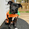 Boo - Photo 4