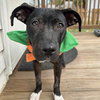 Boo - Photo 5