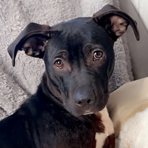 picture of the dog needing adoption