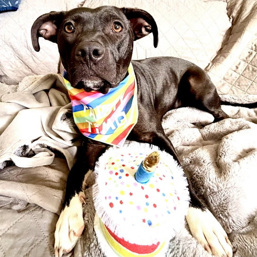 Boo, an adoptable Pit Bull Terrier in Normal, IL