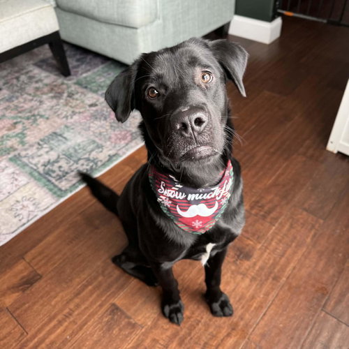 ALEX - Labrador Retriever available for adoption