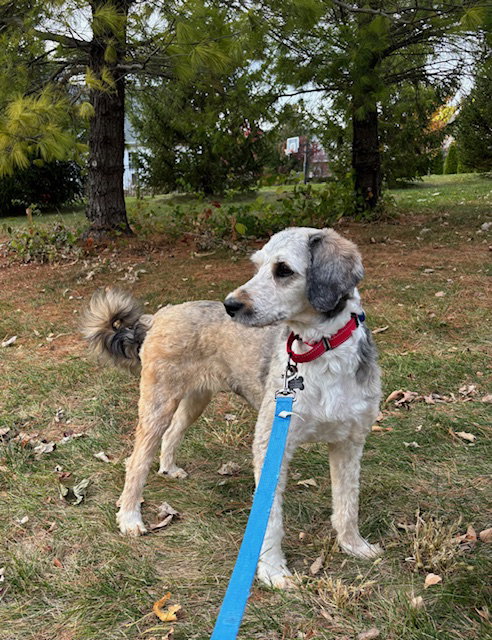 picture of the dog needing adoption