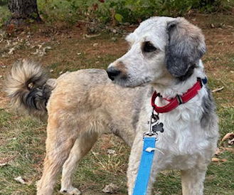 LUCILLE - Golden Retriever / Poodle (Standard) available for adoption