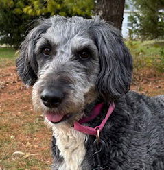 ETHEL - Poodle (Standard) / Golden Retriever available for adoption