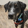 Cookie - Photo 5