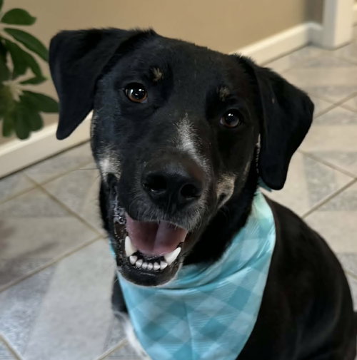 COOKIE - Unknown available for adoption