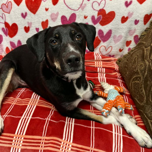COOKIE - Unknown available for adoption