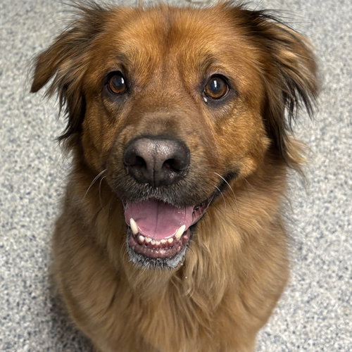 MILEY - Unknown available for adoption