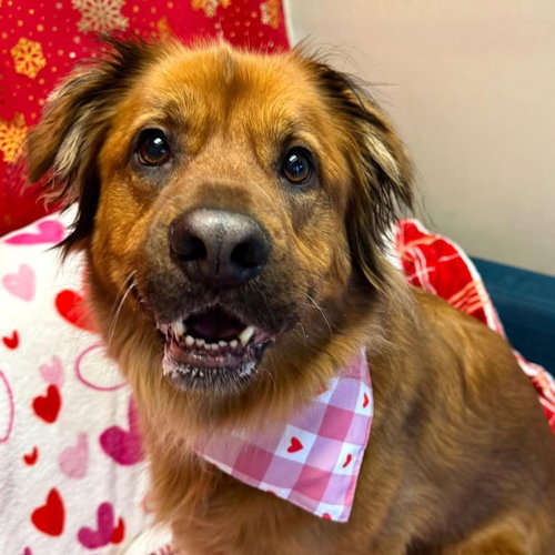 MILEY - Unknown available for adoption
