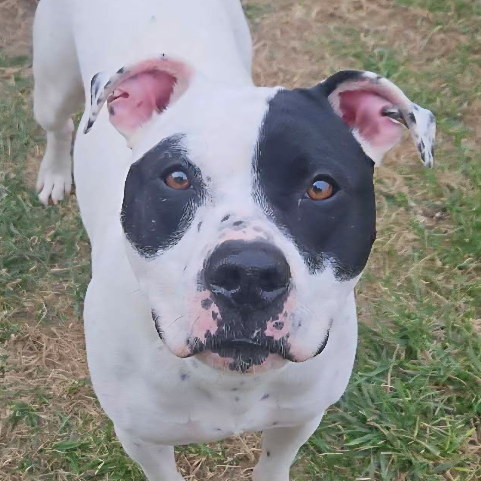 Roxy Image