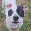 Roxy - Photo 1