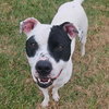 Roxy - Photo 2