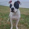 Roxy - Photo 3