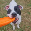 Roxy - Photo 4