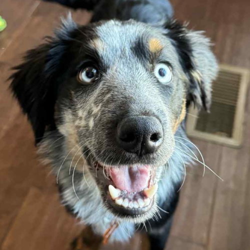 picture of the dog needing adoption