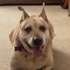 Millie - Photo 5