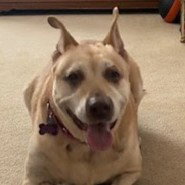 picture of the dog needing adoption