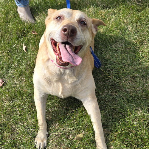 MILLIE - Unknown available for adoption