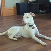 Casper - Photo 11